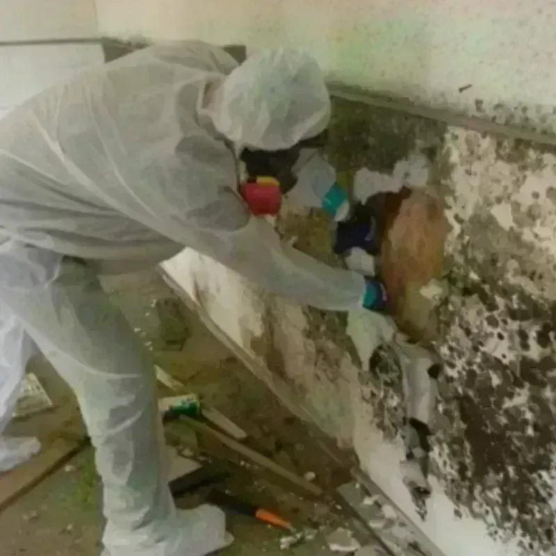 Mold Remediation and Removal in Langhorne Manor, PA